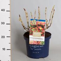 Hydrangea Macrophylla "Magical Greenfire"® boerenhortensia - thumbnail