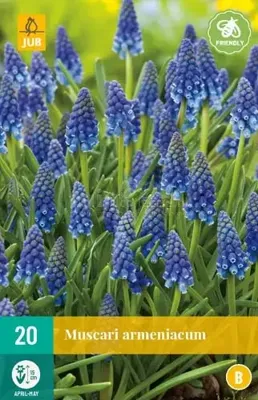 Bloembollen Muscari Armeniacum 20st
