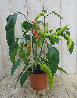 Peperplant GROOT plukplant Capsicum Warentuin Natuurlijk - Warentuin natuurlijk