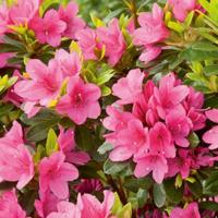 Japanse Azalea
