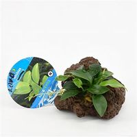 Anubias nana - op vulkanische rots - aquarium plant - thumbnail