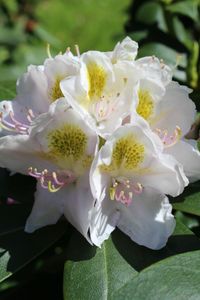 Rhododendron