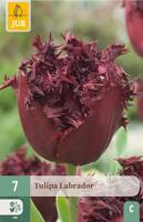 Tulp labrador 7 tulpenbollen