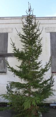 Gewone gezaagde kerstboom Picea Abies Fijnspar XXXXL 400-500 cm Warentuin Natuurlijk - Warentuin natuurlijk Gewone gezaagde kerstboom Picea Abies Fijnspar XXXXL 400-500 cm Warentuin Natuurlijk - Warentuin natuurlijk