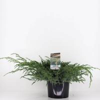 Juniperus squamata blue carpet 45 cm - Warentuin natuurlijk