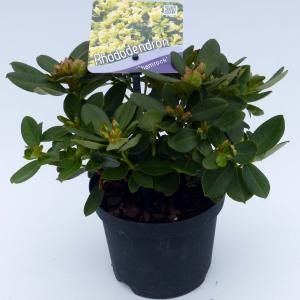 Dwerg rododendron (Rhododendron "Shamrock") heester - 15-20 cm - 8 stuks