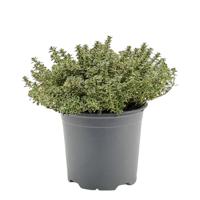 Tijm Silver Queen Thymus citriodorus kruidenplant Warentuin Natuurlijk - Warentuin natuurlijk