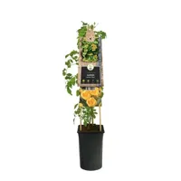 Klimplant Gele Trompetbloem - Campsis radicans Flava