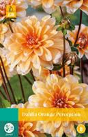 Dahlia orange perception bloembol 1 stuk Dahlia JUB - Jub