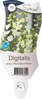 Digitalis purp 'Hanabee White' Vingerhoedskruid vaste plant Griffioen - Griffioen