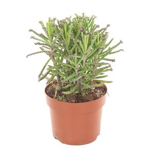 Kalanchoe Tubiflora - P 12 cm