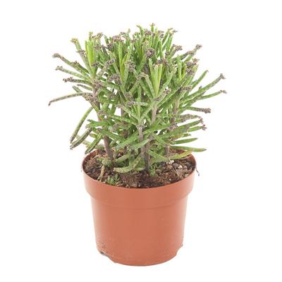 Kalanchoe Tubiflora - P 12 cm
