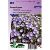 Karpatenklokje bloemzaden - Campanula blauw - thumbnail