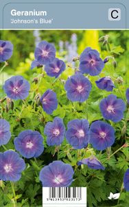 Vips Geranium Johnsons Blue - Ooievaarsbek