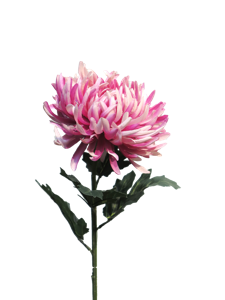 Nova Nature Chrysanthemum Iba mauve 63cm