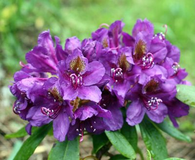 Rhododendron