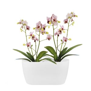 elho Brussels Orchid Duo Binnen Plantenpot Vrijstaand Polypropyleen (PP) Wit