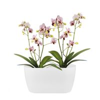 elho Brussels Orchid Duo Binnen Plantenpot Vrijstaand Polypropyleen (PP) Wit - thumbnail