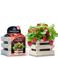'Garden Box Extra Zoete Aardbei' kopen? | FOR YOU GIFTS