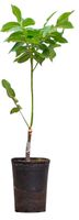 2 stuks! Walnotenboom Coenen Juglans r. Coenen h 65 cm st. omtrek 1 cm boom - Warentuin Natuurlijk