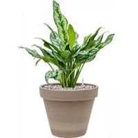 Plant in Pot Aglaonema Miss Julliete 55 cm kamerplant in Terra Cotta Grijs 24 cm bloempot - thumbnail