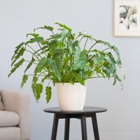 Philodendron Xanadu - p21 Philodendron Xanadu - p21