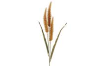 Pennisetum oranje Countryfield - Countryfield