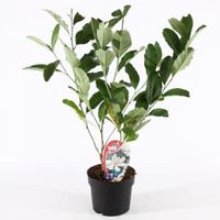 Magnolia Stellata - 90 - 110 cm - 4 stuks - thumbnail