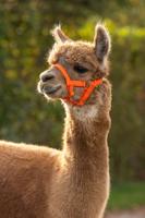 Alpaca halster oranje