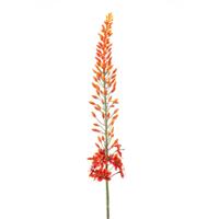 Eremurus