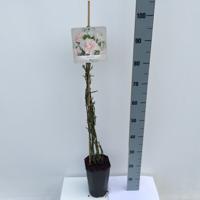 Klimroos Rosa New Dawn 90 - 110 cm Arie Bouman - Arie bouman