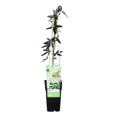 Passiflora caerulea 'Constance Elliot' - ↨65cm - Ø15