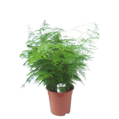 Asparagus (Sierasperge) - P 21 cm