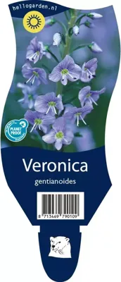 Veronica gentianoides (Ereprijs)