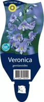 Veronica gentianoides (Ereprijs) - thumbnail