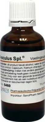 Pascoe Aesculus similiaplex (50 ml)