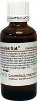 Pascoe Aesculus similiaplex (50 ml)