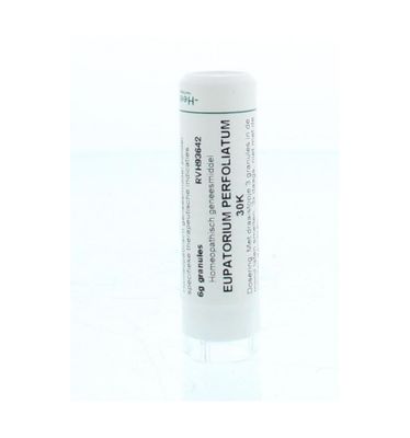 Eupatorium perfoliatum 30K