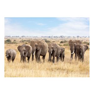 Cadeau olifant liefhebber poster kudde olifanten 84 x 59 cm