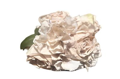 Boeket antiek witte rozen en hortensia's - Buitengewoon de boet