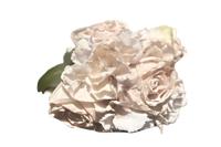 Boeket antiek witte rozen en hortensia's - Buitengewoon de boet