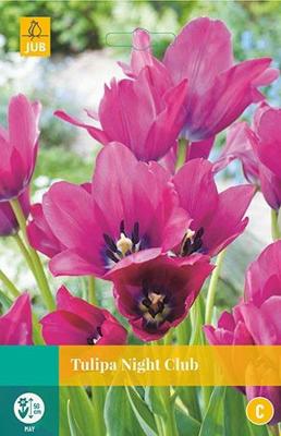 Tulipa Night Club 5 bollen - Jub