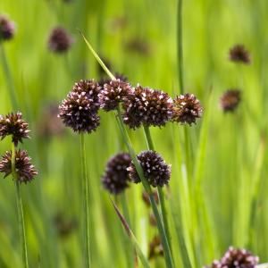 Zwaardrus (Juncus ensifolius) moerasplant - 6 stuks