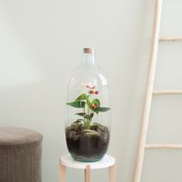 Terrarium Menton