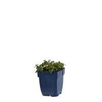 Helianthemum Bronzeteppich vaste plant Griffioen - Griffioen