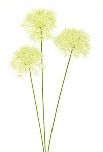 Allium bobo X3 creme 64cm