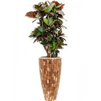 Plant in Pot Croton Variegatum Petra 160 cm kamerplant in Baq Facets Jenga 35 cm bloempot - thumbnail