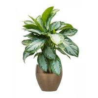 Plant in Pot Aglaonema Silver Bay 80 cm kamerplant in Amora Gold 26 cm bloempot - thumbnail