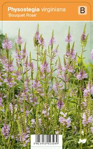 Vips Physostegia virginiana Bouquet Rose - Scharnierplant