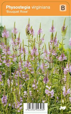 Vips Physostegia virginiana Bouquet Rose - Scharnierplant